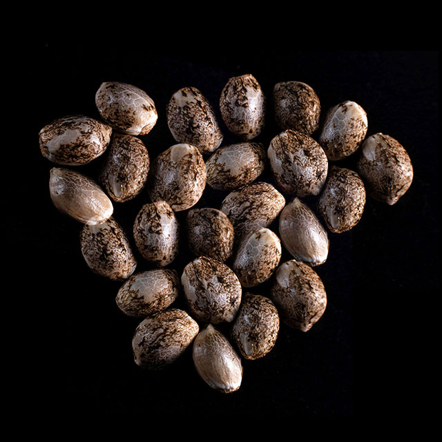 Marijuana seeds: Cookies Haze, 25 Seed