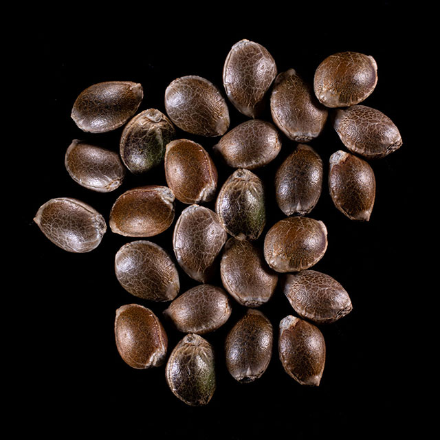 Cannabis-samen: Dosidos, 25 Seed