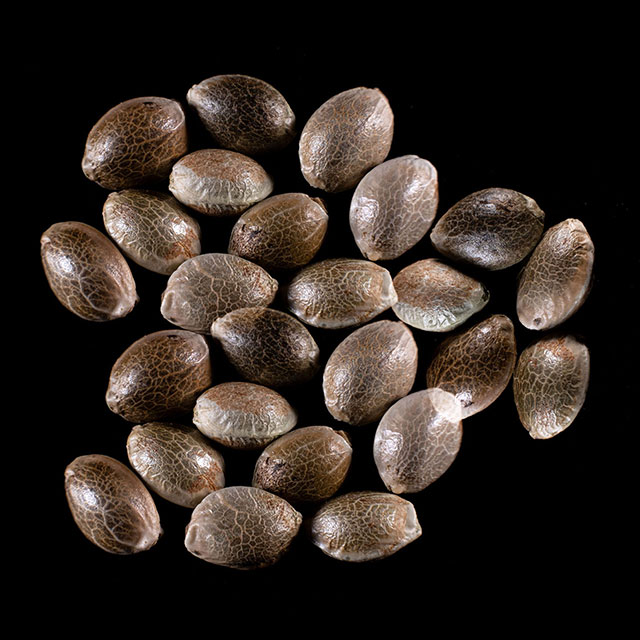 Cannabis-samen: Dosidos Auto, 25 Seed