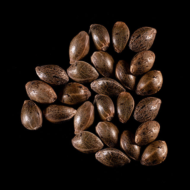 Marijuana seeds: Dream Sherbet,  25 Seed