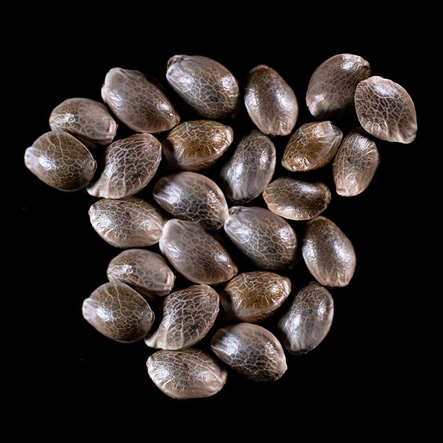 Marijuana seeds: Dream Sherbet Auto, 25 Seed