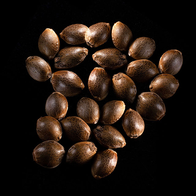Cannabis-samen: Gnomo Auto, 25 Seed