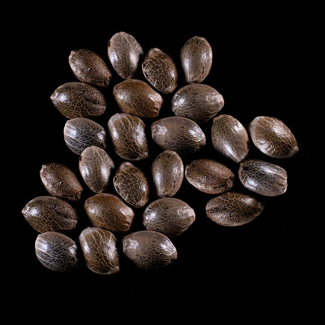 Cannabis-samen: Gorilla King Auto, 25 Seed