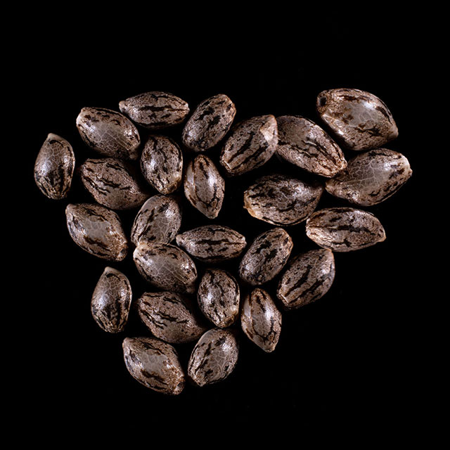 Cannabis-samen: Hellfire OG, 25 Seed