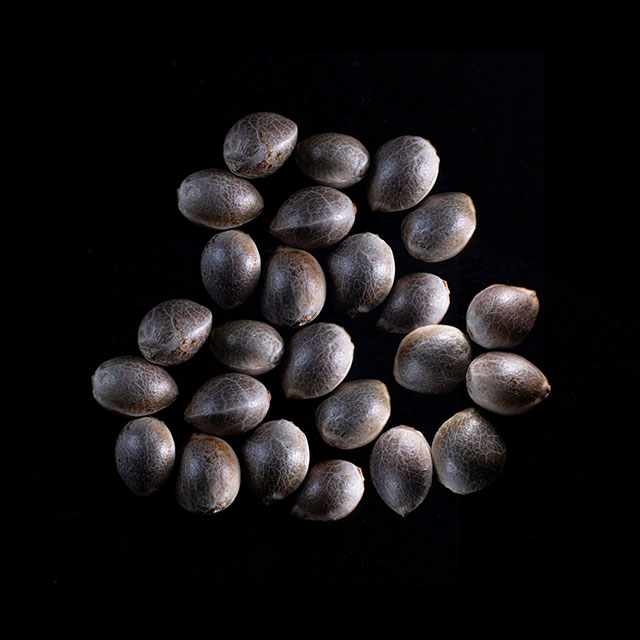 Cannabis-samen: Kaboom,  25 Seed