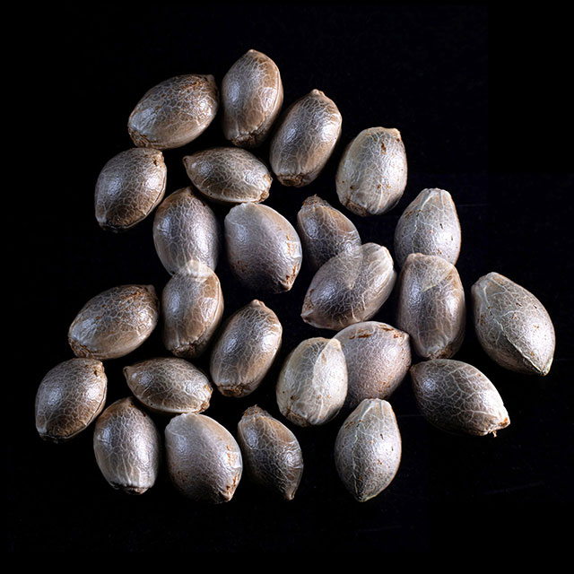 Cannabis-samen: Kiss, 25 Seed