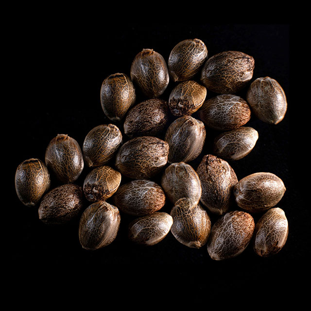 Marijuana seeds: Kritikal-K,  25 Seed
