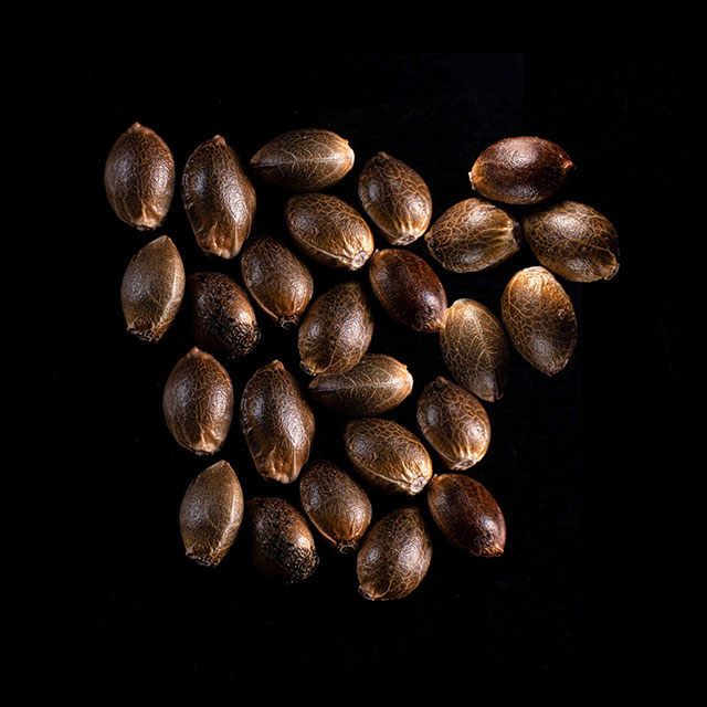 Marijuana seeds: Lemon Haze Auto, 25 Seed