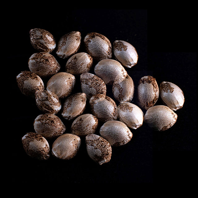 Semi di cannabis: Mataro Blue,  25 Seed
