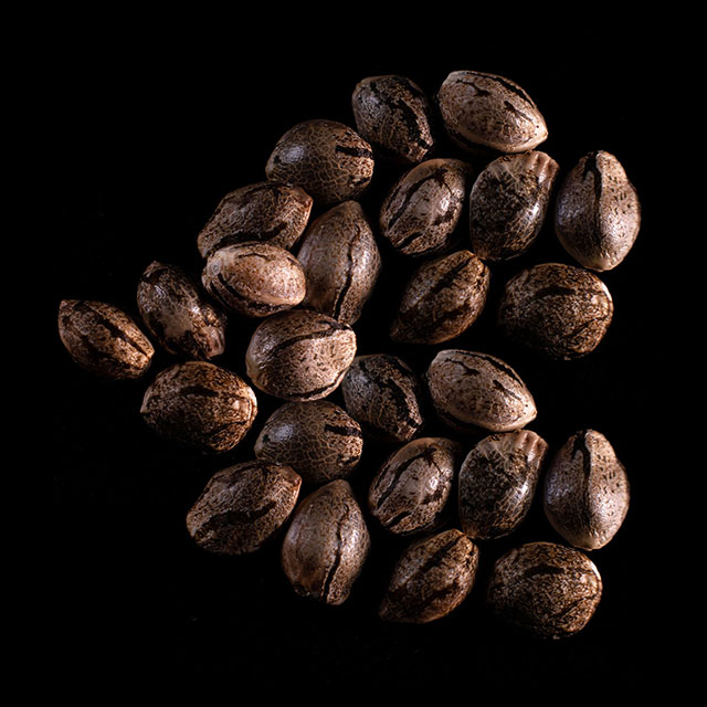 Marijuana seeds: Mikromachine Auto, 25 Seed