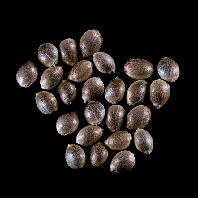 Marijuana seeds: Mimosa Dream, 25 Seed