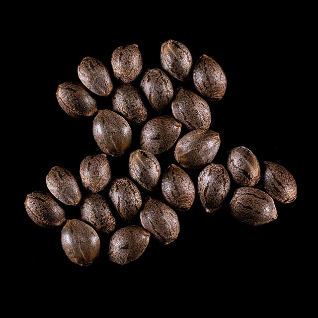Cannabis-samen: Monkey Grease, 25 Seed