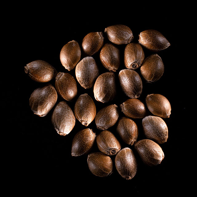 Cannabis-samen: Purple Kush, 25 Seed
