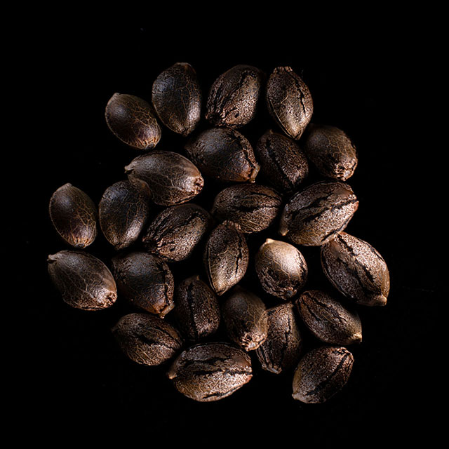 Marijuana seeds: Sativa Dream, 25 Seed