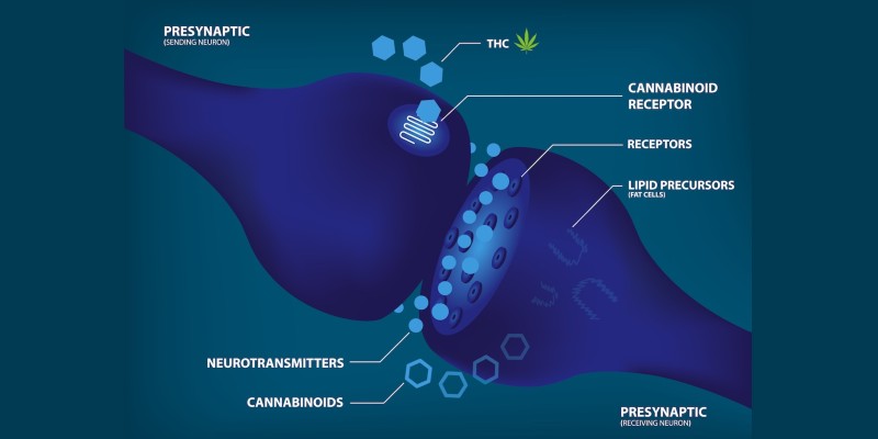 The endocannabinoid system: How does marijuana produce its effects?