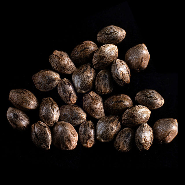 Semi di cannabis: Speedy Boom Auto, 25 Seed