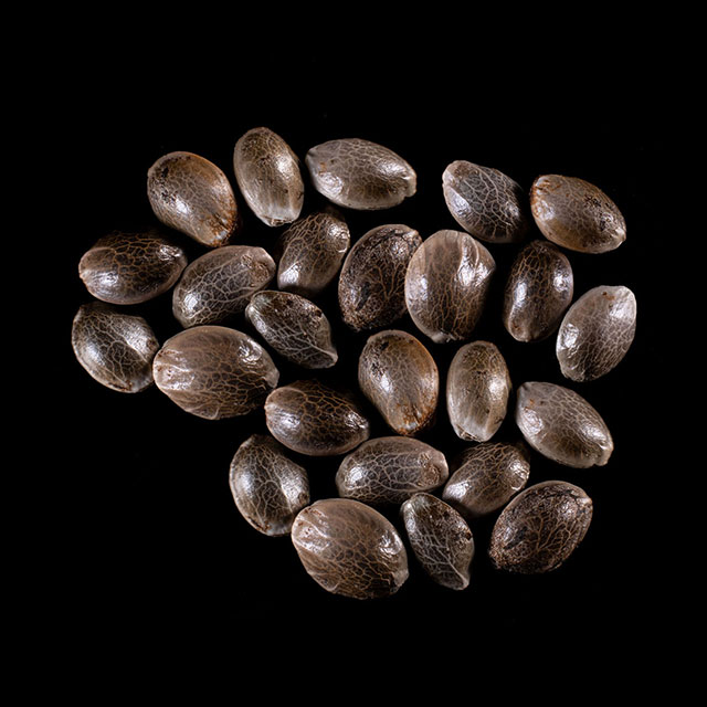 Cannabis-samen: Strawberry Haze Auto, 25 Seed
