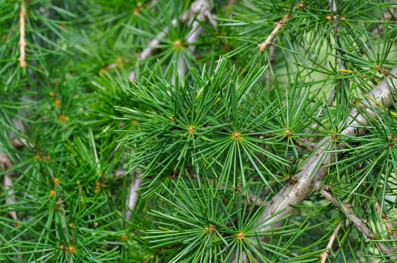 10 terpeni cannabis
