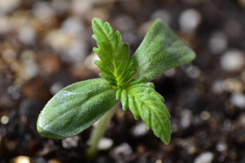 differences between seeds cuttings