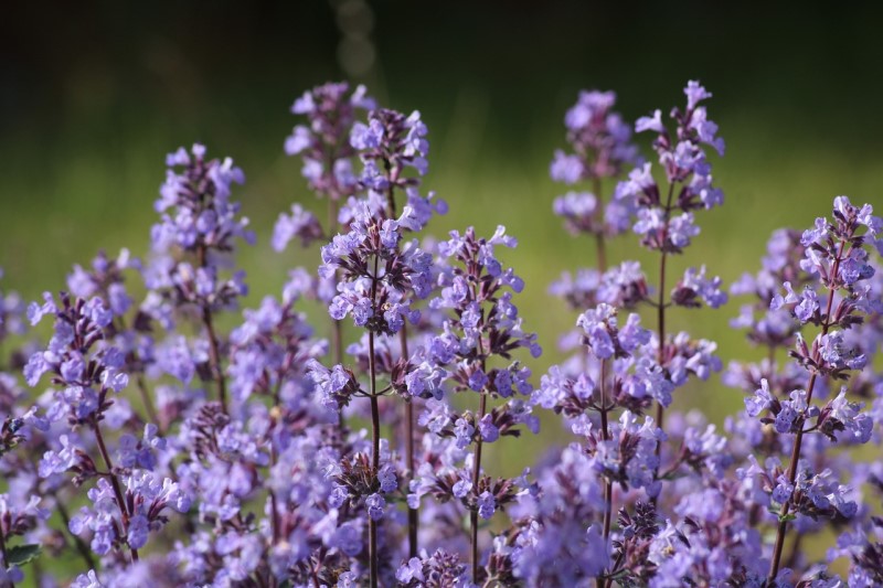 10 terpeni cannabis