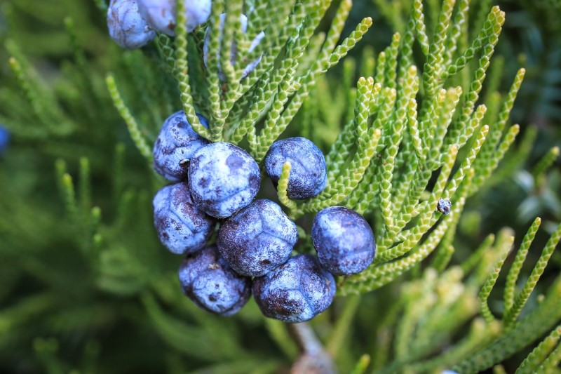 10 terpeni cannabis