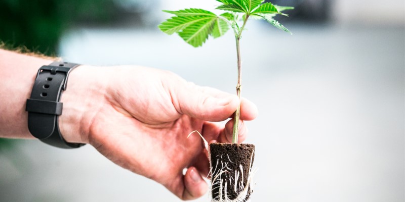 differences between seeds cuttings
