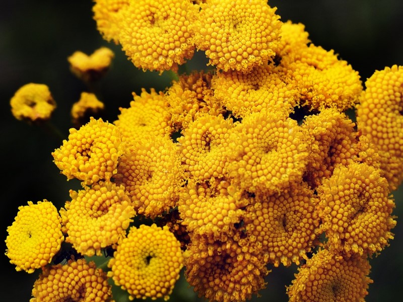 10 terpeni cannabis