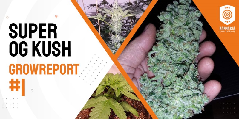 grow tagebuch cbdv auto