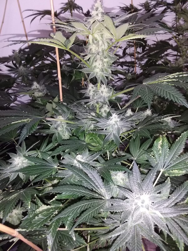 super og kush