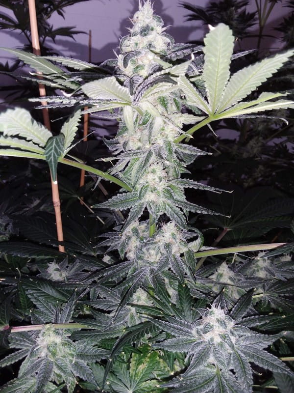 super og kush