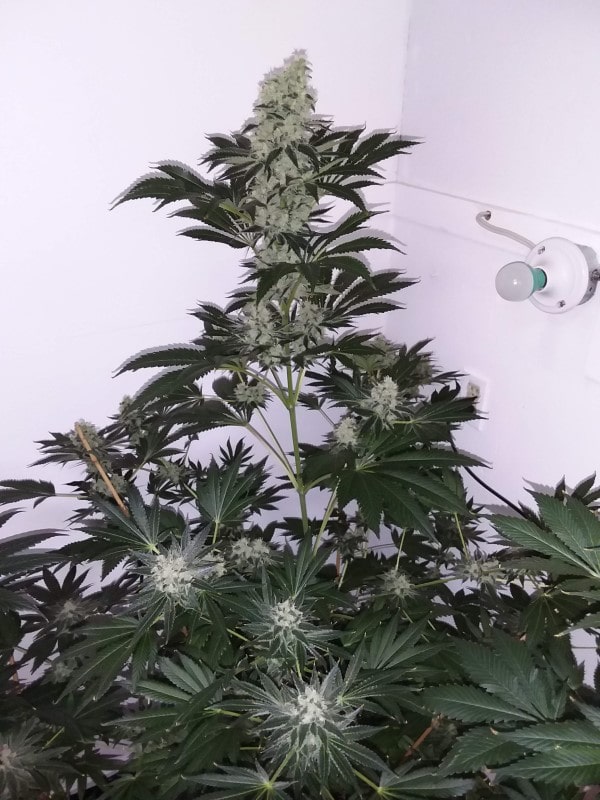 super og kush