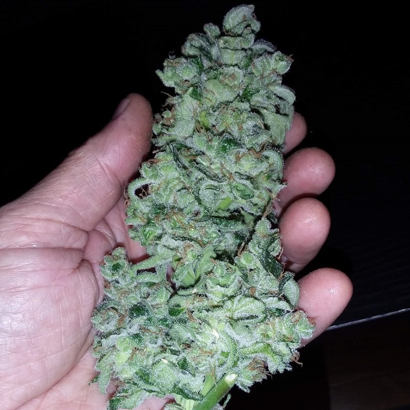 super og kush