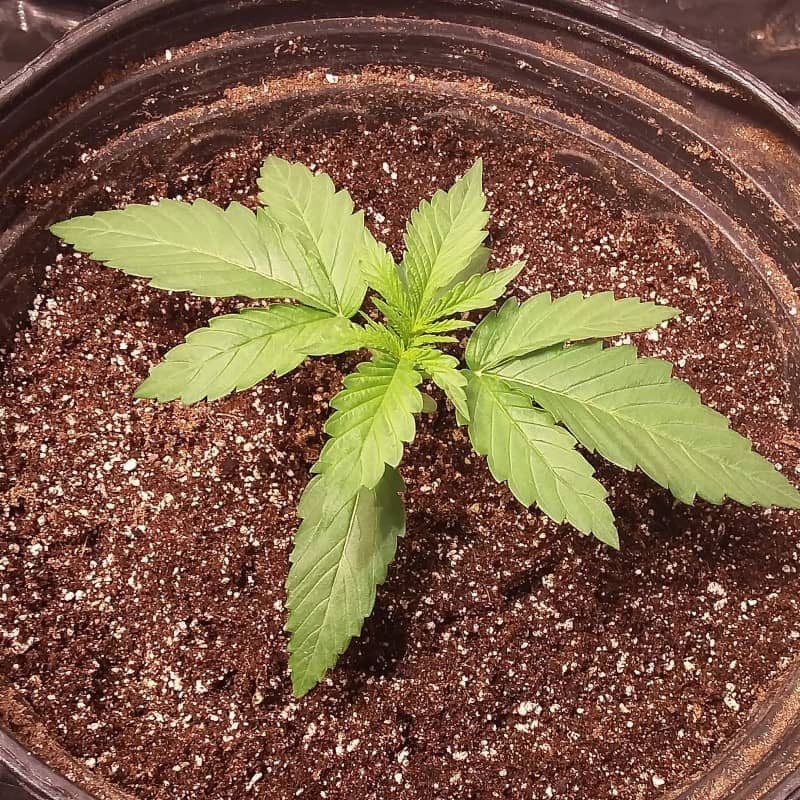 super og kush