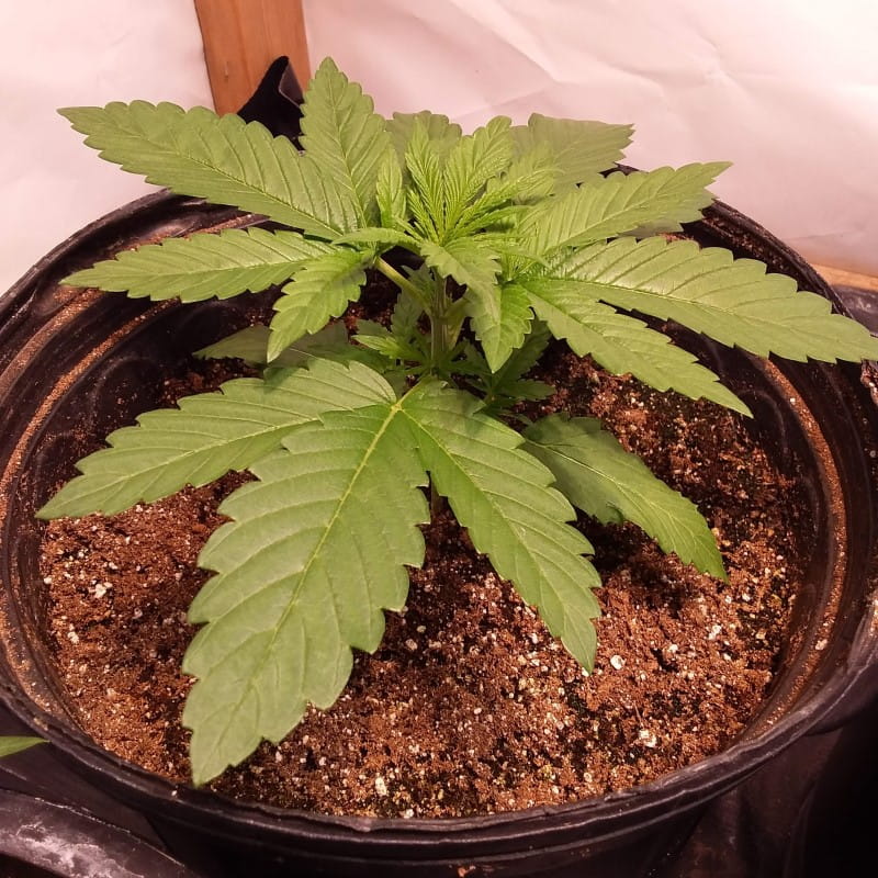 super og kush