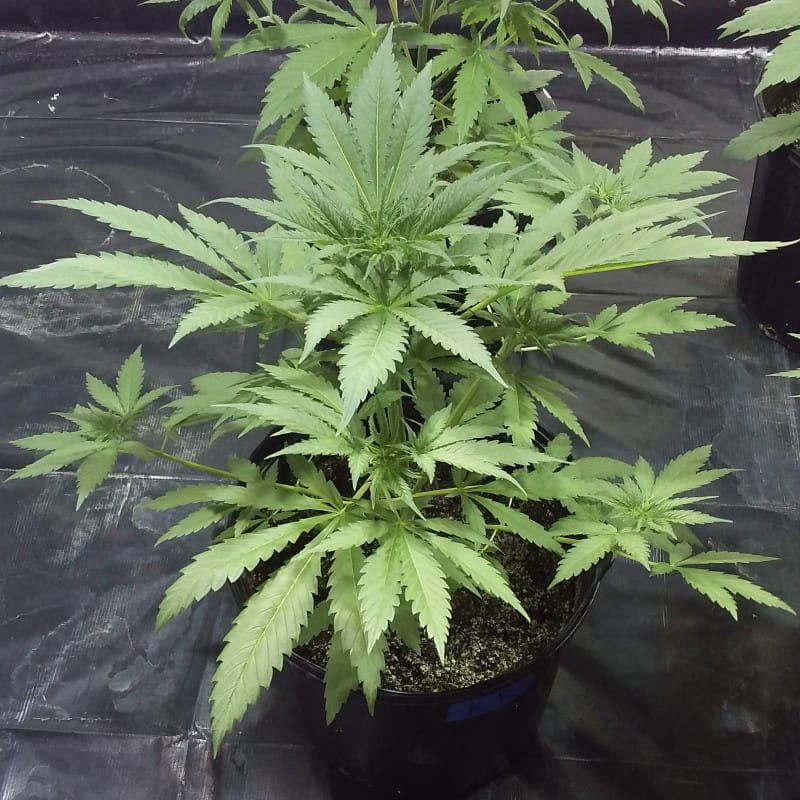 super og kush