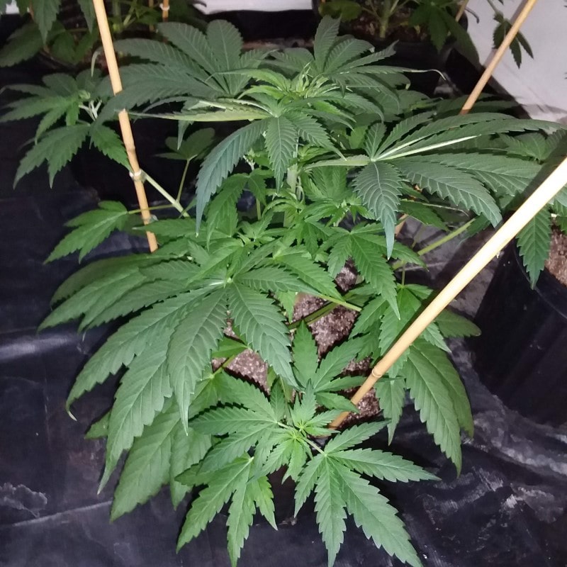 super og kush