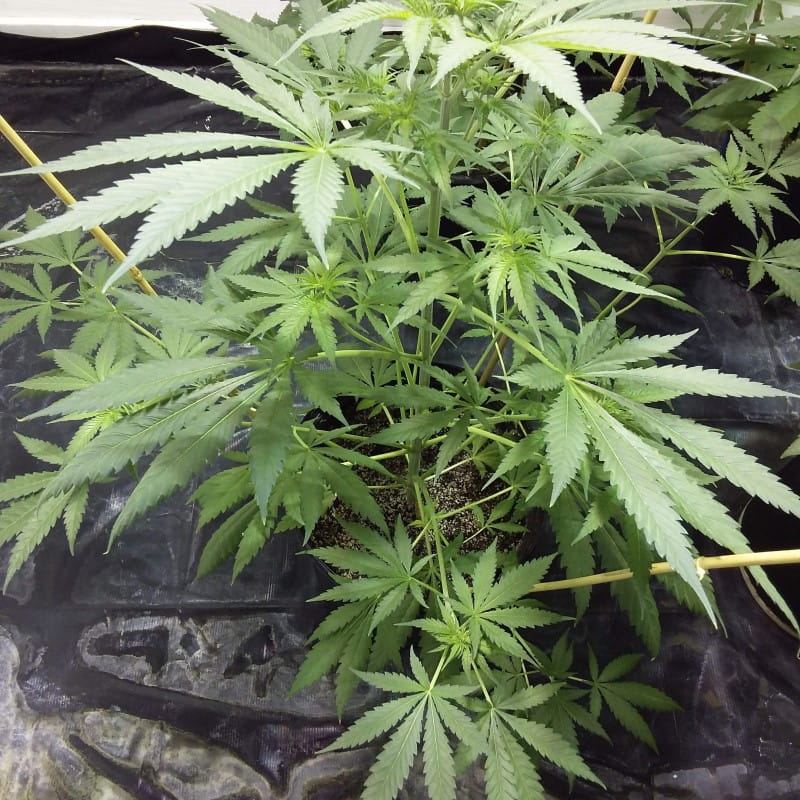 super og kush