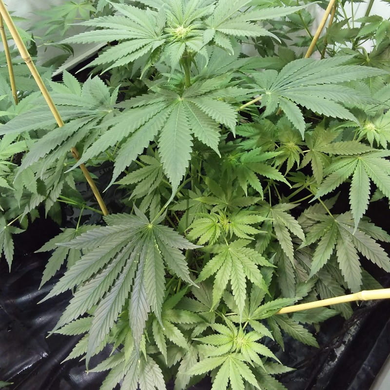 super og kush