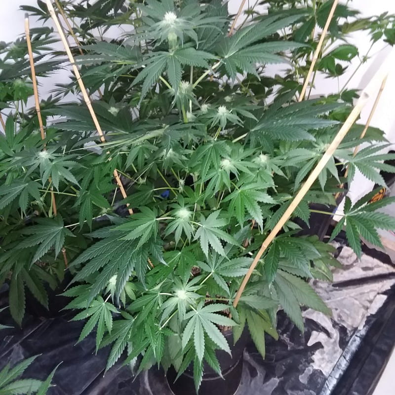 super og kush