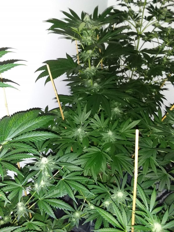 super og kush