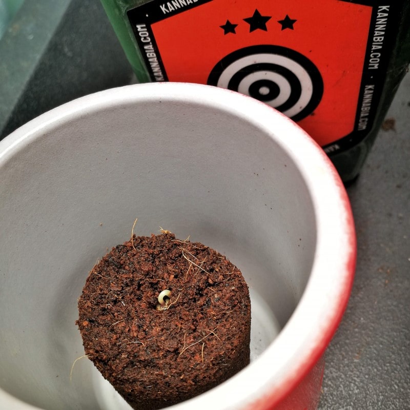 grow tagebuch monkey grease