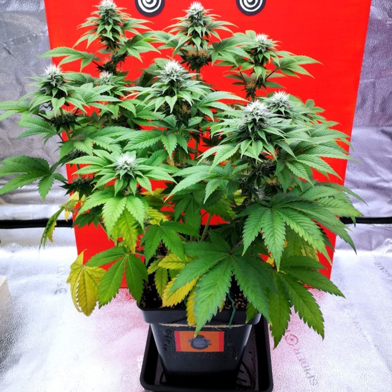 grow tagebuch monkey grease