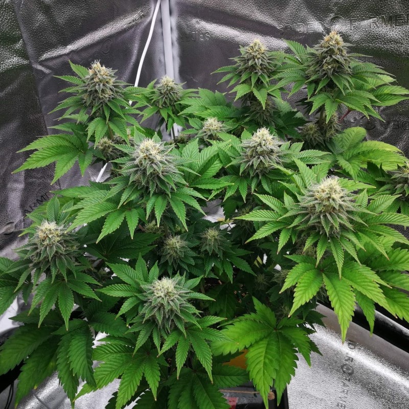 grow tagebuch monkey grease