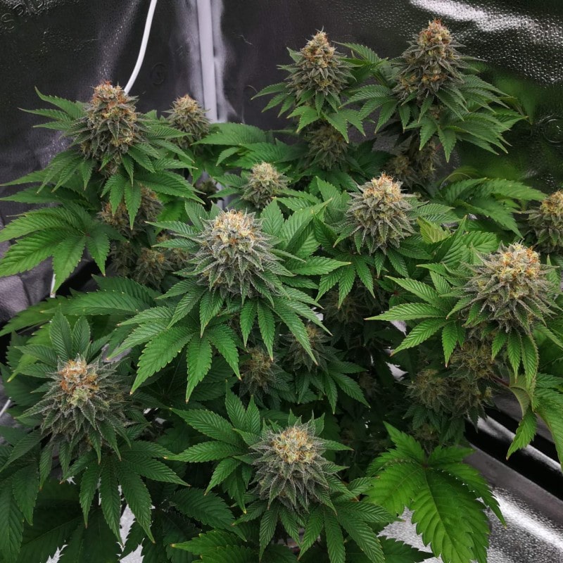 grow tagebuch monkey grease