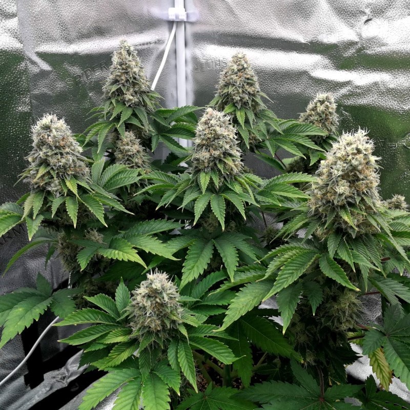 grow tagebuch monkey grease