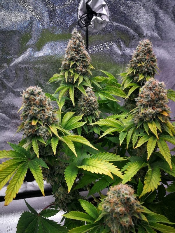 grow tagebuch monkey grease