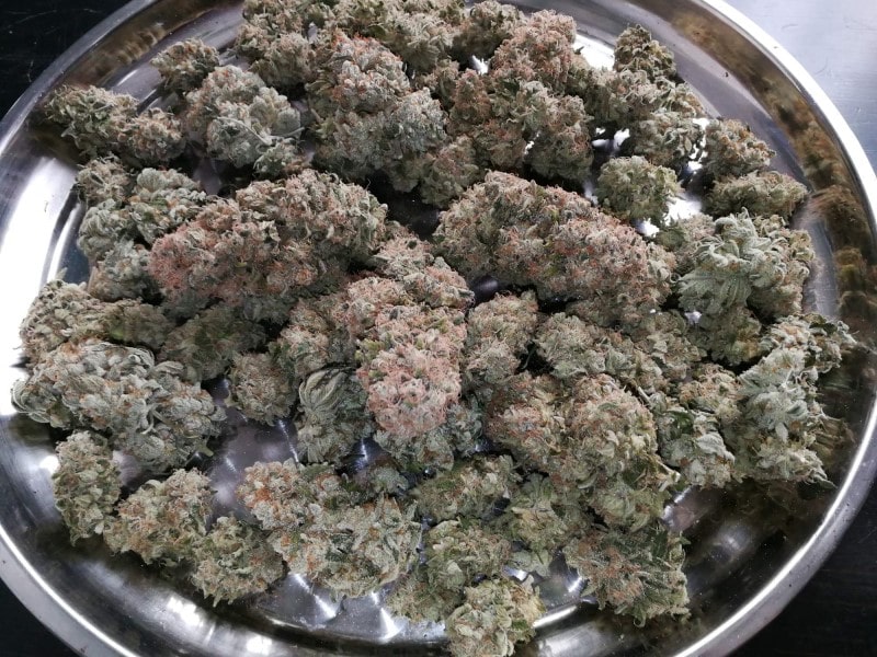 grow tagebuch monkey grease