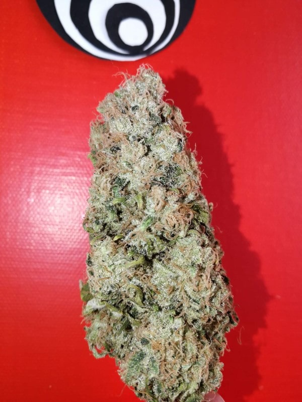 grow tagebuch monkey grease