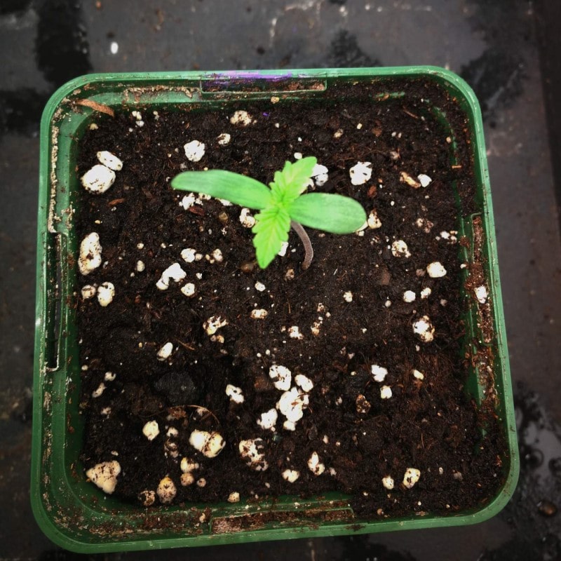 grow tagebuch monkey grease