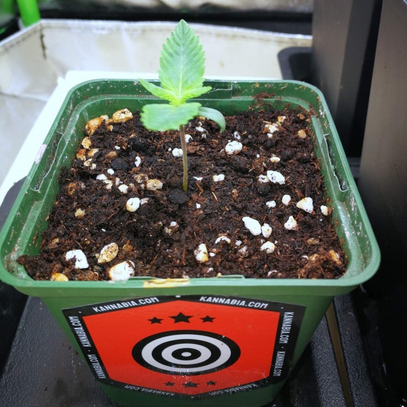 grow tagebuch monkey grease
